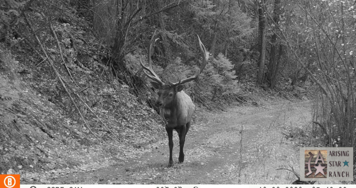 Elk Stroll Colorless