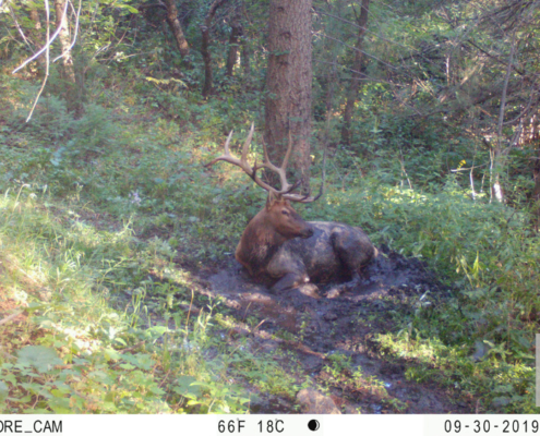 Mud Pool Elk