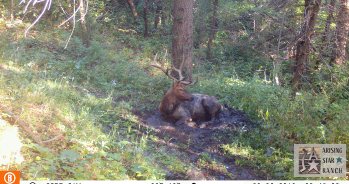 Mud Pool Elk