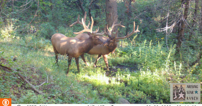 Nose Touching Elk
