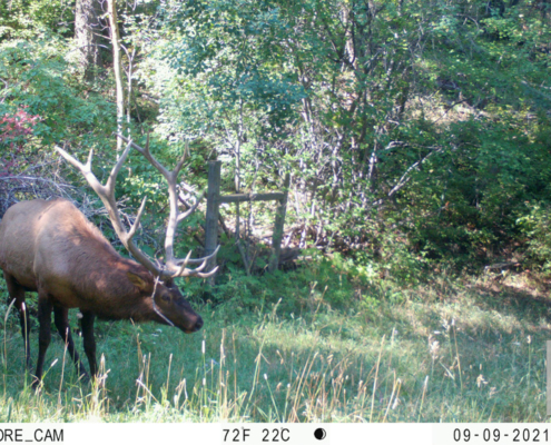 Elk Bowing Head