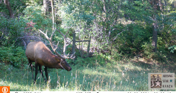 Elk Bowing Head