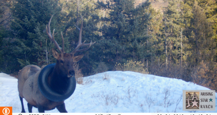 Elk with Tire