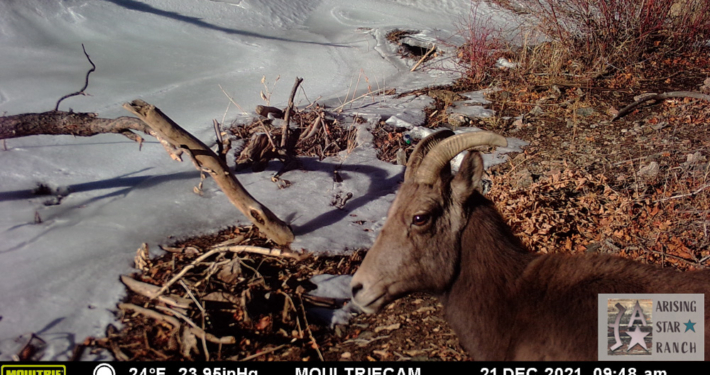 Closeup of Mountain Goat