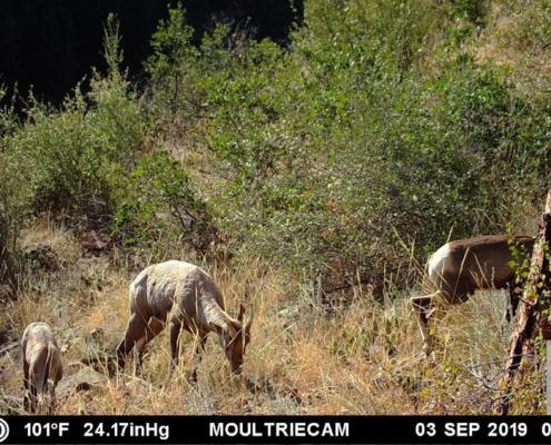 Family of Mountain Goats