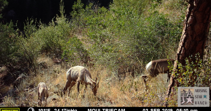 Family of Mountain Goats