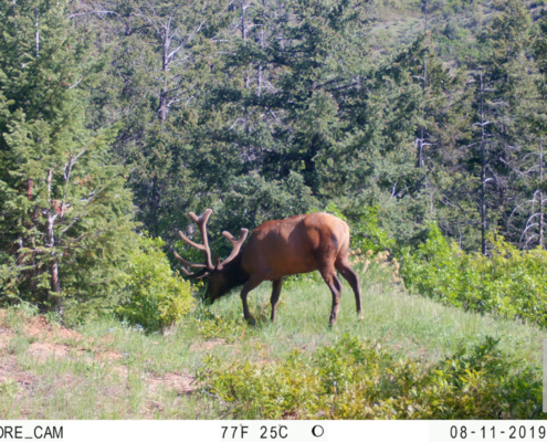 Elk Enjoying Some Shrubbery