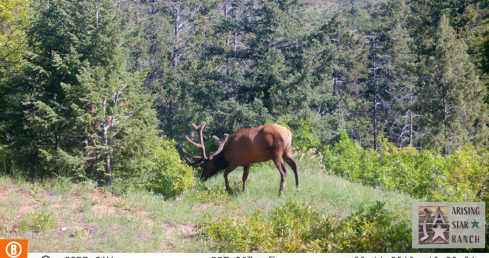 Elk Enjoying Some Shrubbery