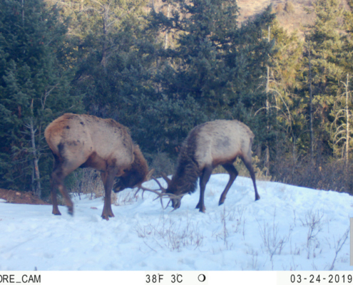 Bull Elks Meeting in the Snow