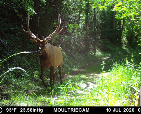 Bull Elk on Afternoon Walk