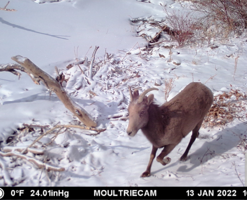 Young Mountain Goat in Snow
