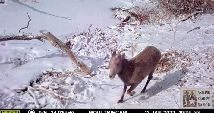 Young Mountain Goat in Snow