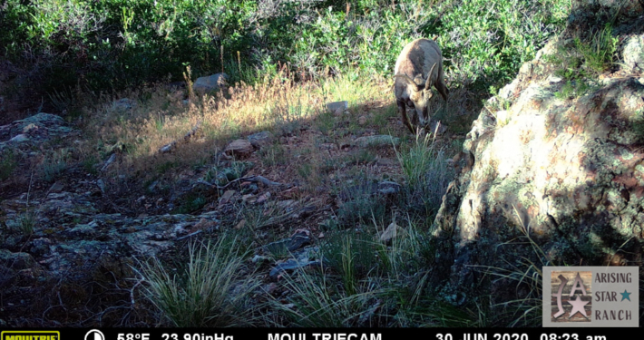 Mountain Goat Eating Grass
