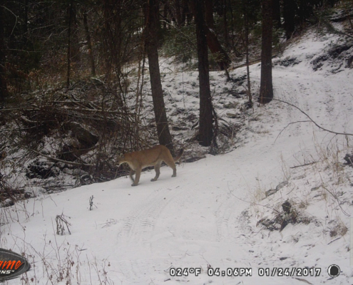 Mountain Lion Stalking in the Snow