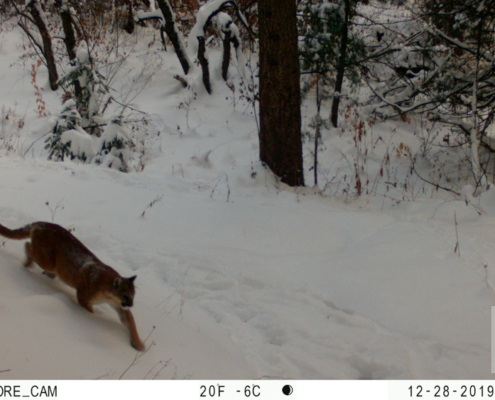 Cougar Walking Down Snowy Hill