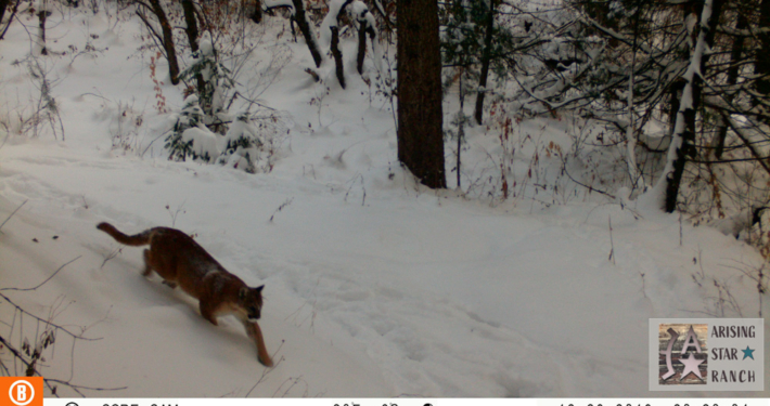 Cougar Walking Down Snowy Hill