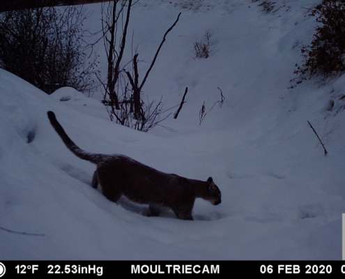 Cougar in Deep Snow