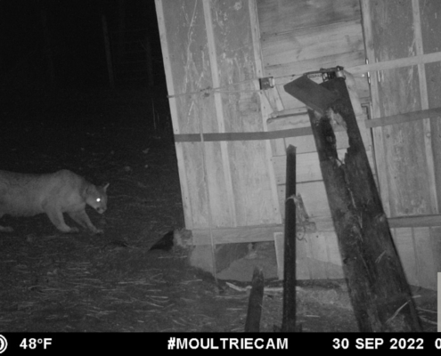 Cougar Creeping Around at Night