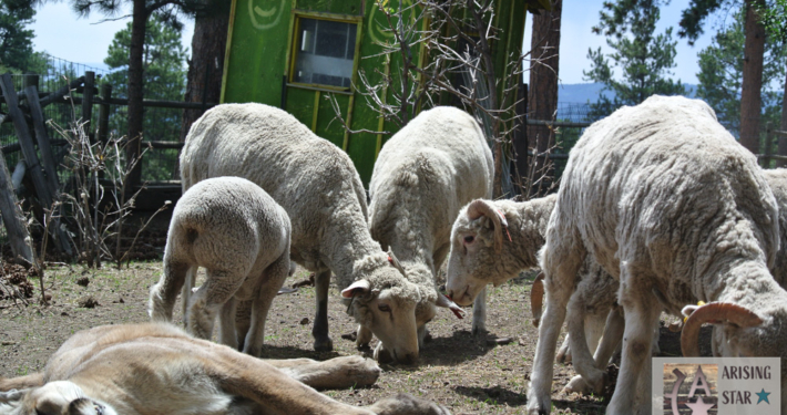 Sheep Ignoring Resting Cougar