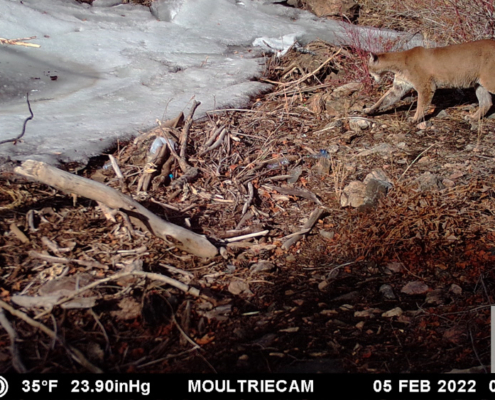 Mountain Lion by the Snow