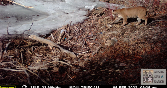 Mountain Lion by the Snow