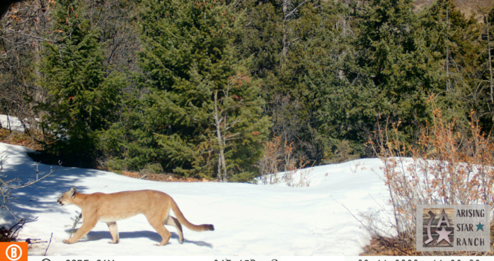 Cougar Walking in the Snow