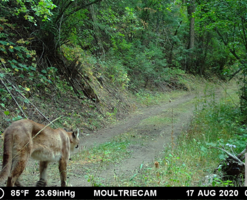 Cougar Walking During the Summer