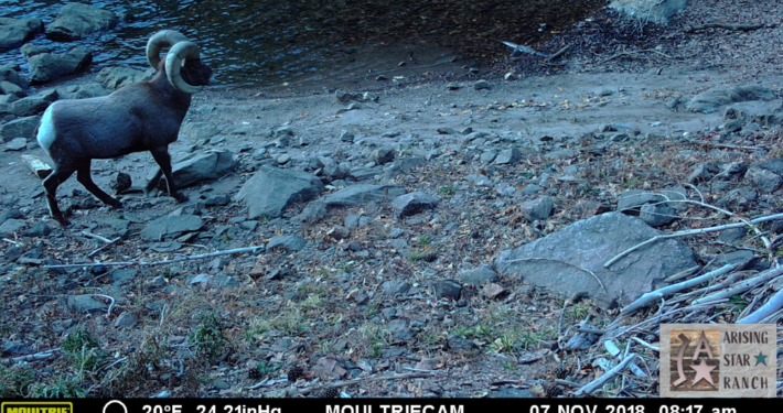 Ram Standing by the Water