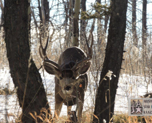 Deer Looking Between the Trees