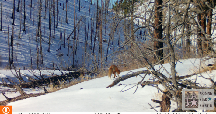 Fox Exploring in the Snow