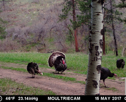 Turkeys in the Early Morning