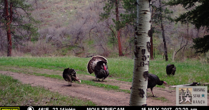 Turkeys in the Early Morning