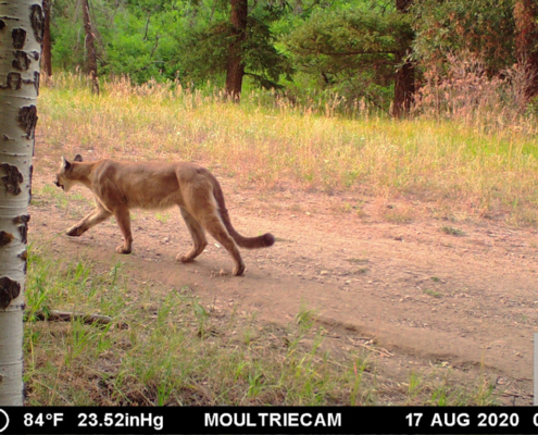 Mountain Lion Walking in the Afternoon