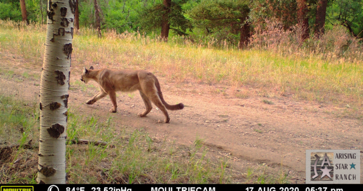 Mountain Lion Walking in the Afternoon