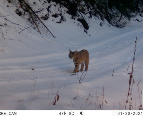 Bobcat Walking in the Snow