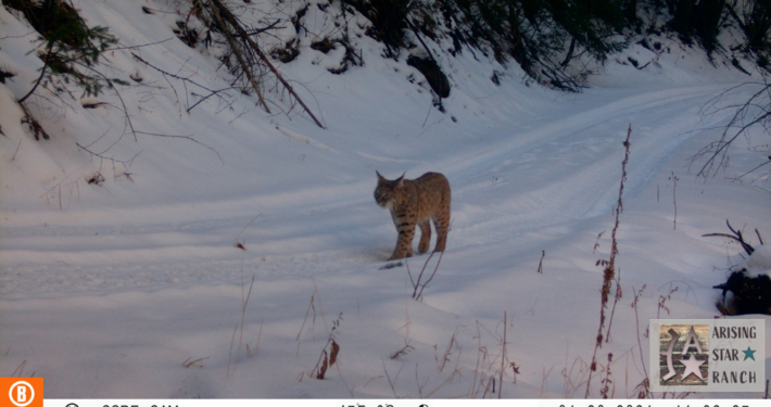 Bobcat Walking in the Snow