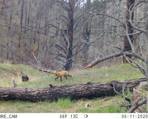 Fox Walking in the Woods