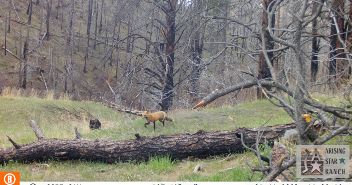 Fox Walking in the Woods