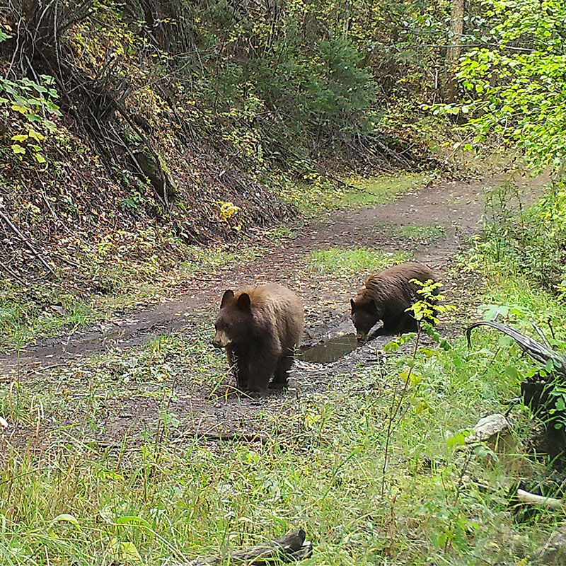Wildlife Bears