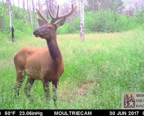 Elk in the Morning Time