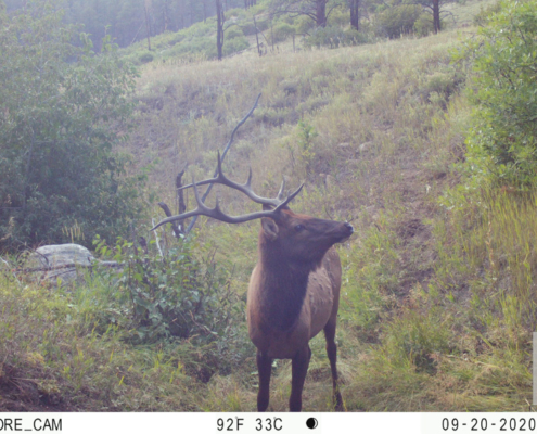 Elk Having an Evening Stroll