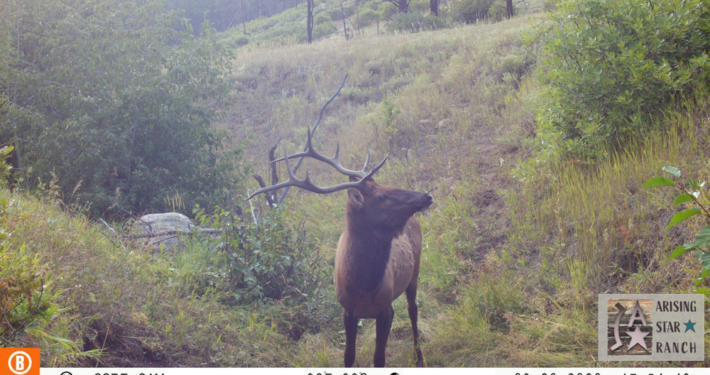 Elk Having an Evening Stroll