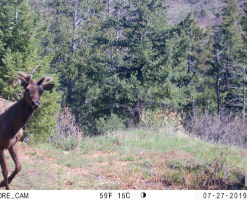Fresh Antlers on Elk