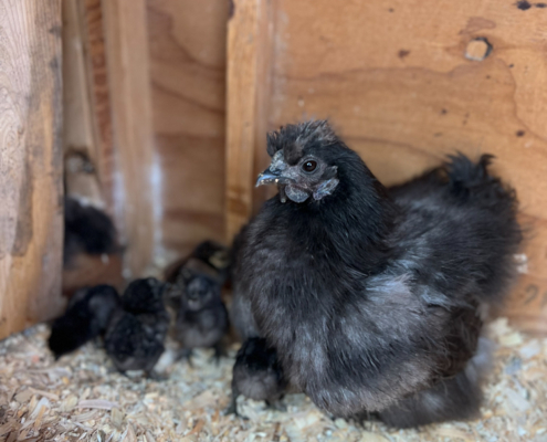 Angora Hen
