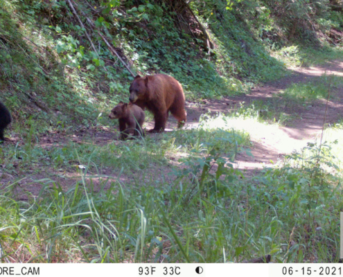 Bear Cubs Going for a Walk