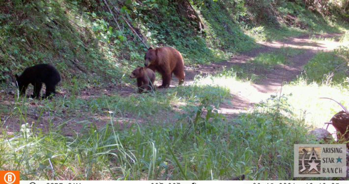 Bear Cubs Going for a Walk