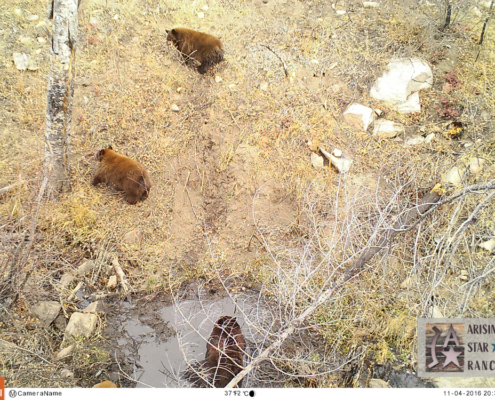 Trio of Bears Playing by Puddle