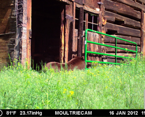 Bear Resting at a Gate