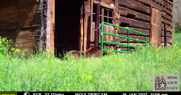 Bear Resting at a Gate