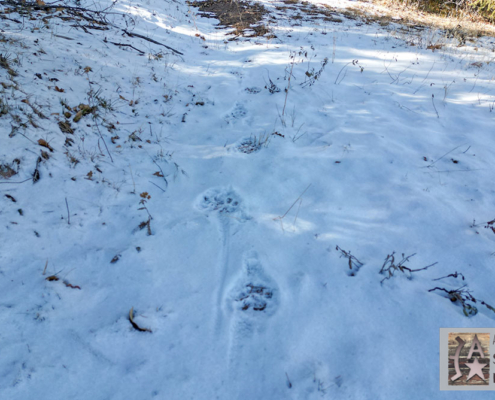 Mountain Lion Tracks